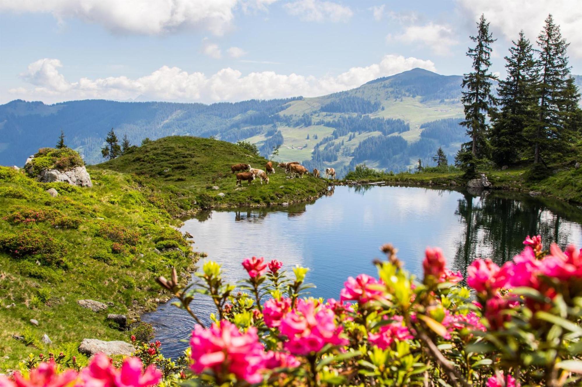 Gasthof Schneerose