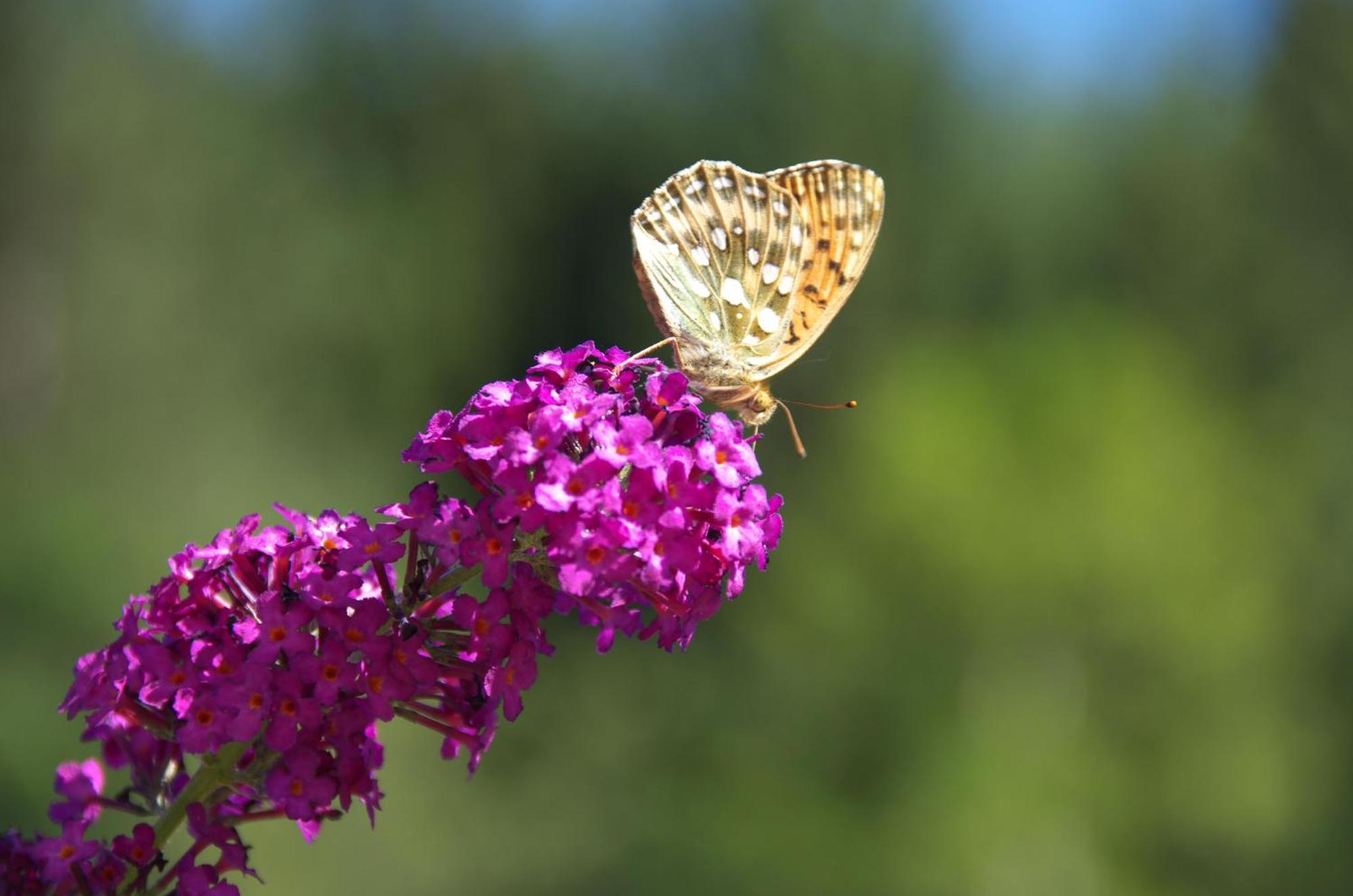 Schneerose Gasthof Wildschoenau